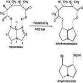 Aroma Chemicals